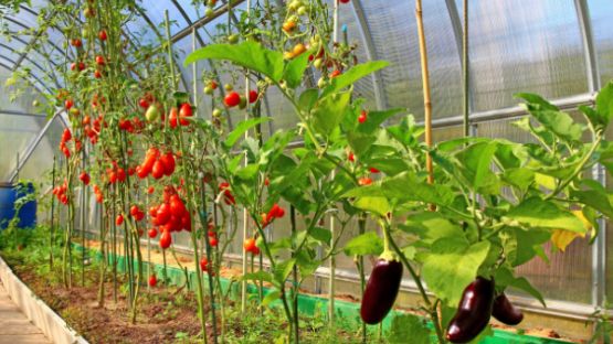 Légumes d’été sous serres chauffées : attention à la date de vente !