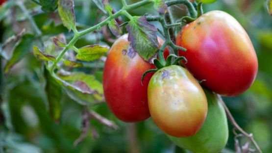 Virus de la tomate : un renforcement des mesures de protection