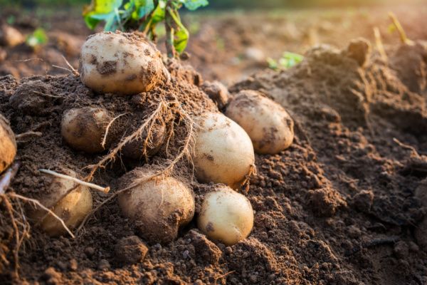 Filière de la pomme de terre : un soutien financier