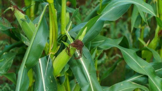 Production agricole : et si vous n’avez pas appliqué le bon taux de TVA ?