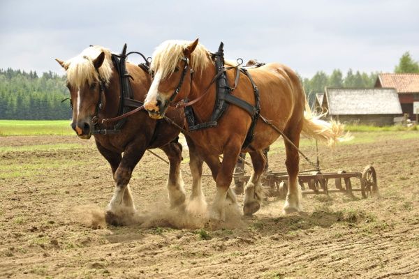 Transition écologique : tous à cheval ?