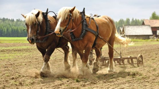 Transition écologique : tous à cheval ?