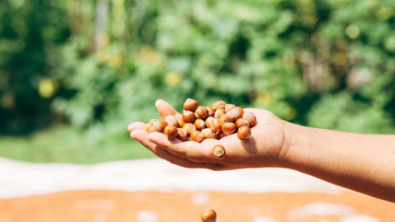 Taxe foncière : producteur-grainier = agriculteur ?