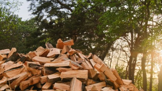 TVA pour le bois de chauffage : une forêt dense !