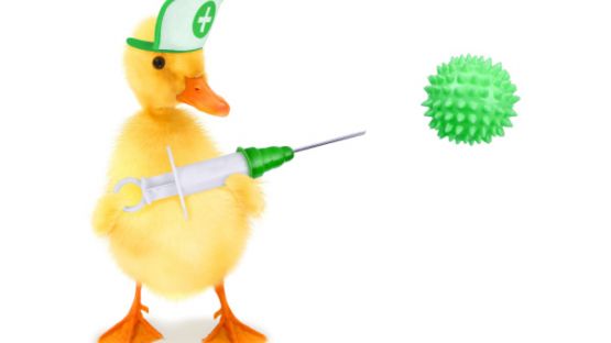 Grippe aviaire : la campagne de vaccination des canards est lancée !