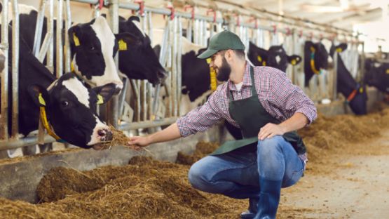 Agriculture : un plan pour l’élevage français