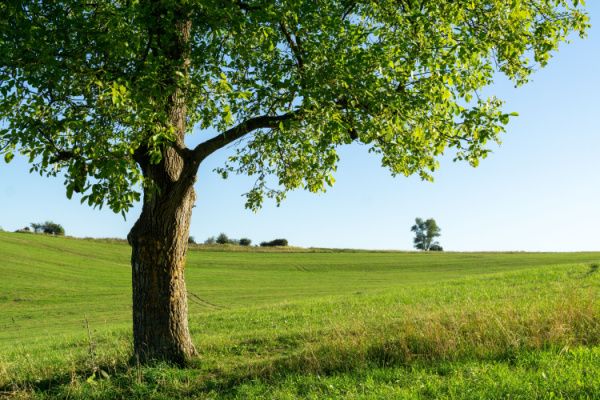 Producteurs de cerises et de noix : des pertes indemnisées ?