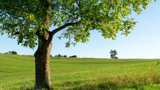 Producteurs de cerises et de noix : des pertes indemnisées ?