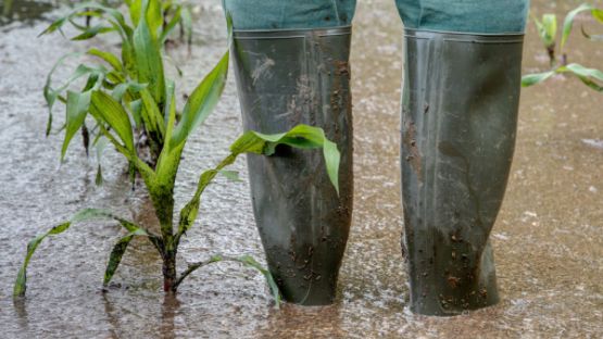 Intempéries : une aide pour les agriculteurs