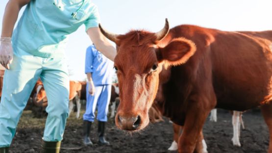 Agriculteurs : le dispositif d’indemnisation pour la MHE évolue