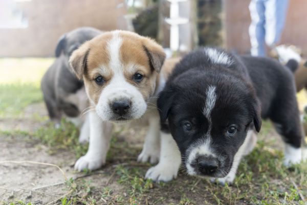 Élevages canins : une question de distance…