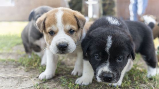 Élevages canins : une question de distance…