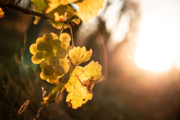 Viticulture : déblocage d’aides pour le secteur