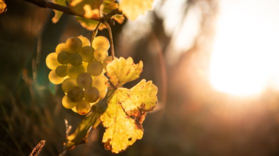 Viticulture : déblocage d’aides pour le secteur