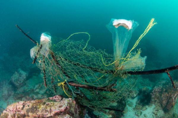 Pêche durable : création d’une plateforme web pour mieux informer les pêcheurs