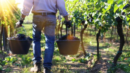 Travail saisonnier agricole : la lutte contre la fraude s’organise