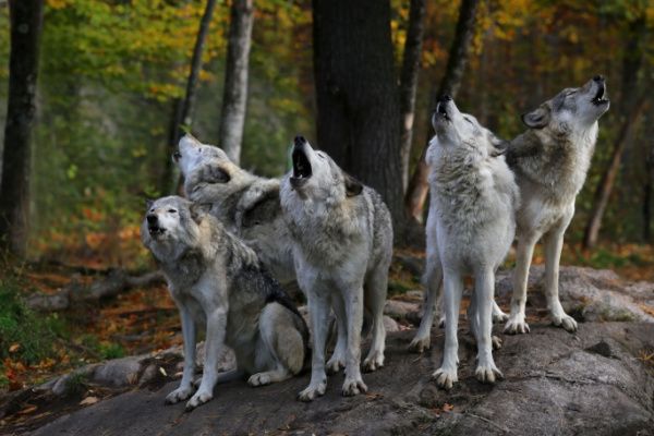 Plan loup : comment protéger les troupeaux ?