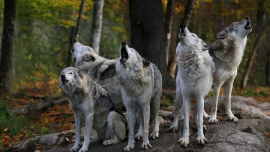 Plan loup : comment protéger les troupeaux ?