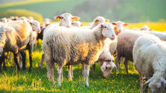 Agriculture : vers une reconquête de la souveraineté