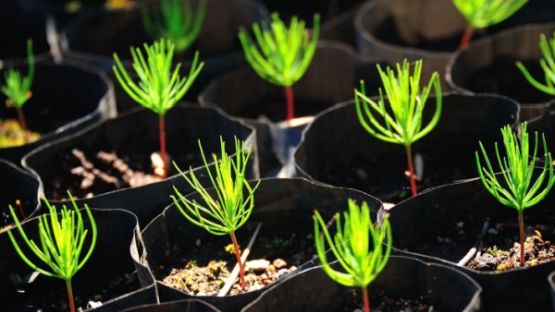 Production de sapins de Noël : de nouvelles règles à respecter !