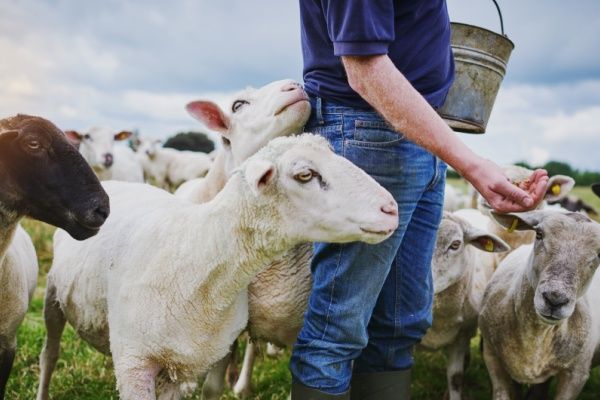  Maladies : le point sur le transport des animaux à risque